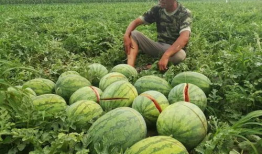 吃瓜爆料被拍视频违法吗,违法与否的法律解析